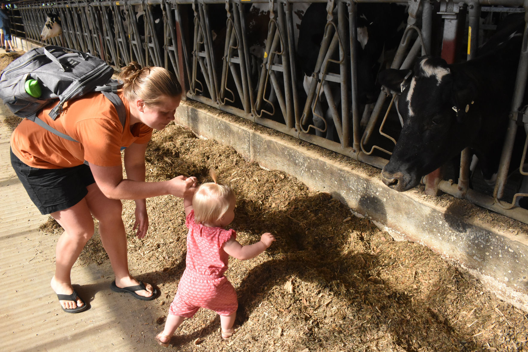 Emma Kraus, 1, says hello to the cows (copy)